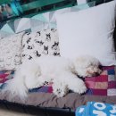 울루라떼 이미지