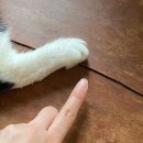 한국지엠안중바로서비스 | 평택 안중 카페 추천 <카페헨리> 귀여운 털친구들이 있는 공간