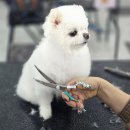 애견미용 이미지