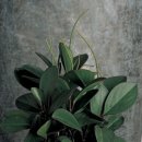 페페로미아 이미지