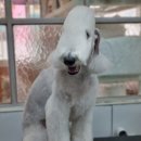 달이네 애견미용실 이미지