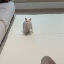 함께냥 평택점 이미지