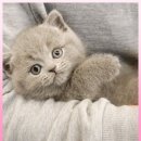 광주고양이분양 제나캣 광주점 이미지