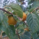 김포 황토 전원주택 매물 소개 이미지