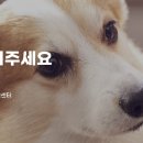 동물사랑 - 동작구 사당로16가길 12-22 | 동물사랑