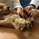 [1급과정] 반려동물관리사 1급 이미지