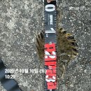 참가번호 19번 우린/기타어종 도다리 36cm 이미지