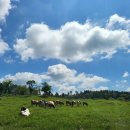 가율목장 | 4월 제주도 가볼만한곳 제주 목장 카페 아침미소목장 오픈일정