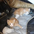 티라게스트하우스 이미지