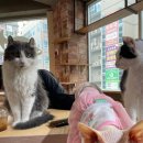 냐옹냐옹고양이카페 이미지