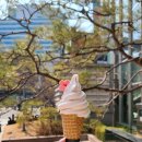 수색목장 | 봄 시즌 한정 디저트! 폴바셋 체리블라썸 아이스크림 솔직 후기🌸폴 바셋 MBC몰 파크점