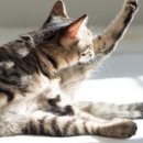 안녕, 그루밍 이미지