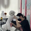 충무로애견 이미지