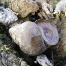 소월1리 이미지