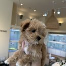 부산강아지분양 디몽 광안리본점 이미지