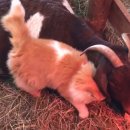 해준농장 이미지