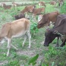 라오스여행 동영상, 블루라군, 로컬풍경, 라오스의 작은 소들, 소떼 방목 이미지