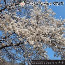 봄바람 살랑살랑 광주 근교 벚꽃명소 담양 추월산 신선유통과 함께 구경가요~!