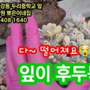 웁스~ 줄기가 무르고 잎이 후두둑~😭😭😭 하산?할 때 까지 평생 교육시켜 드립니다~😄😄😄 이미지