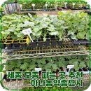 세종 모종 파는 곳 하나농약종묘사 품질좋은 채소모종 텃밭 심기