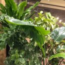 전라북도 익산시 모현동2가 281-1 | [익산맛집] 바지락 가득한 칼국수와 두툼한 돈까스 맛집, 이리로칼국수 본점