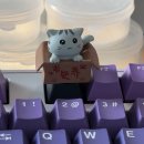 박스캣