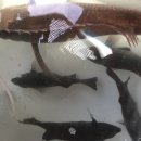 욕지바다낚시민박 이미지