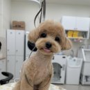 그루멍캡틴 이미지