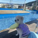 등대지기펜션 | 영덕🦀&amp;포항🐟] :: 달동네영덕대게, 카페제이, 더원애견동반펜션, 등대지기,파루시아 내돈내산 솔직 후기