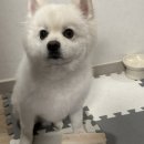 로이코 | [로이코] 노즈워크 강아지알러지간식 후기, 강아지야채 좋아하는 댕댕이 모여라