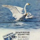 금성광고 - 원주시 | 금성광고