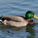 청둥오리 이미지