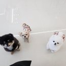 306 퍼피 이미지