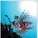 제주도만 가능한 수중사냥 유어장 포인트 - ‘애월 다이빙 포인트’ 이미지