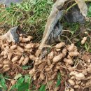 땅콩아 노올자 이미지