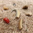 광주오티콘보청기 이미지