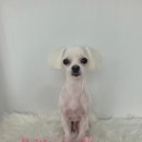 보라애견미용실 이미지