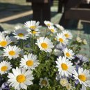 햇살좋은펜션 이미지