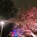 31140-4-70-12 | 🌸 양재천 벚꽃 카페 BEST3 | 2026년 벚꽃 개화 현황, 실시간 후기, 카페 추천