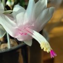 장일농장 이미지