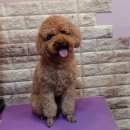 코코펫 살롱 호텔 이미지