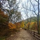 도시숲 산책길 이미지