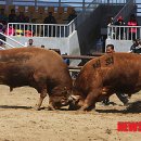 동물의 왕국 이미지