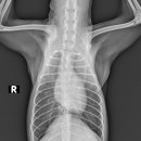 워너비 동물병원 이미지