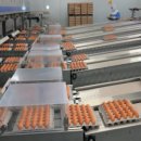 청결농장 이미지