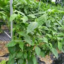 옛온천골 이미지