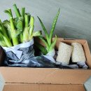 순천동파(요술대파) 성장 기록(251021) 이미지