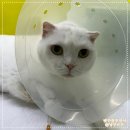 수컷 - 기장군 정관로 578 | 수컷 고양이 지속적 폐색 요도루조성술 수술 후기, 비용