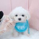 내품안의반려견 노원점 이미지