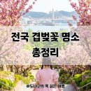 민주공원중극장 | 겹벚꽃 명소 아직도 몰라? 전국 숨은 겹벚꽃 스팟 개화시기 총정리 ｜봄 여행 필수 코스 추천 주차 인생...